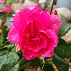 Meet your Posher, Jbdjessa2